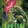 Species (1995) – 88 Films Limited Collector's Edition 4K UHD 