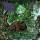 MUSIC - A Little More Swamp: Frog Mallet’s Consumed By Frogs (2026)