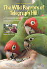 Wild Parrots of Telegraph Hill
