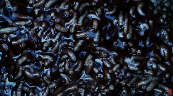 Mother of Flies (2025)