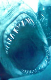 Shark Night 3D - Movie Poster