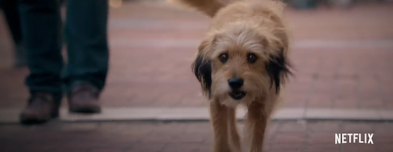 Benji - Movie Trailer